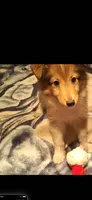 Zena, a female Shetland Sheepdog for sale in Houston, TX – 2 of 4
