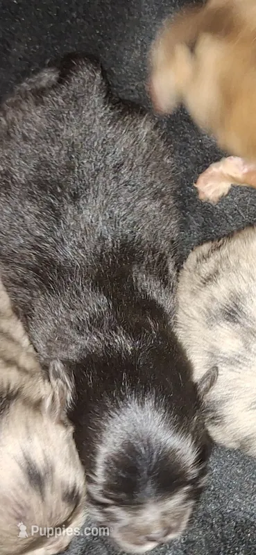 M3 Darcy pup – Pomeranian puppy for sale in Houston, TX