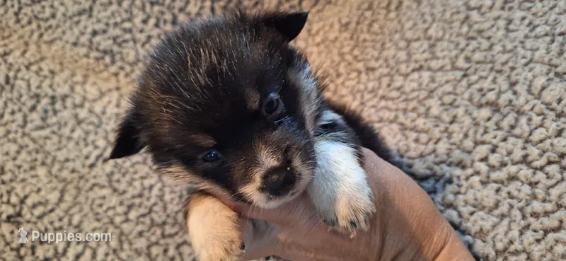 F3 Precious Cowboy Corgi – Pembroke Welsh Corgi puppy for sale in Houston, TX