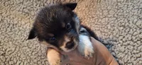 F3 Precious Cowboy Corgi, a female Pembroke Welsh Corgi for sale in Houston, TX – 1 of 2