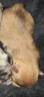 M4 Darcy pup, a male Pomeranian for sale in Houston, TX – 2 of 2