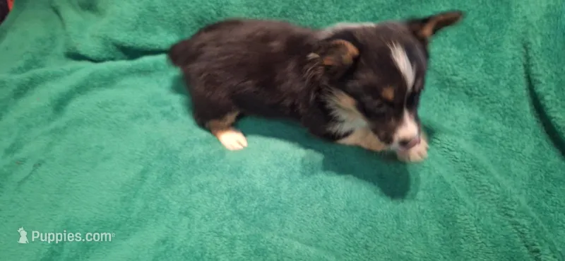 Millie – Australian Cattle Dog, Pembroke Welsh Corgi puppy for sale in Houston, TX