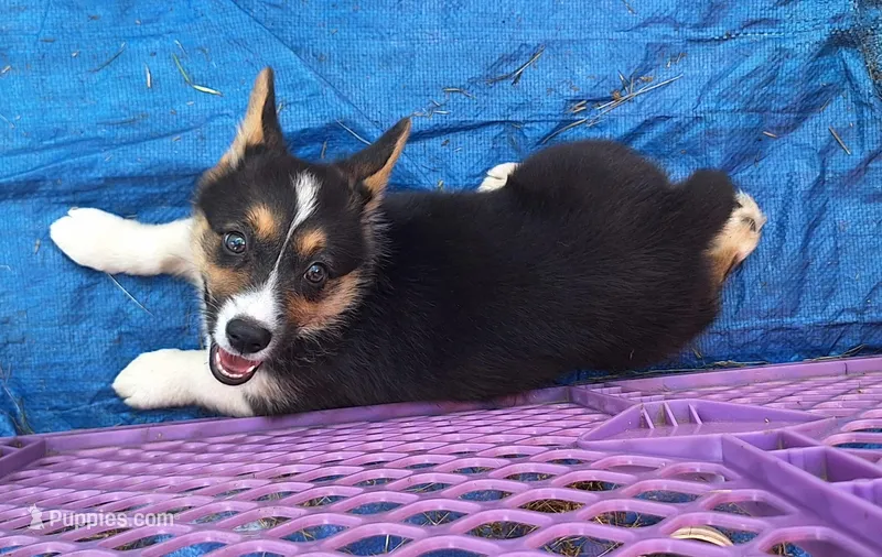 Millie – Australian Cattle Dog, Pembroke Welsh Corgi puppy for sale in Houston, TX