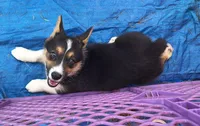 Millie, a female Australian Cattle Dog and Pembroke Welsh Corgi for sale in Houston, TX – Photo 1 of 2