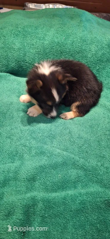 Millie – Australian Cattle Dog, Pembroke Welsh Corgi puppy for sale in Houston, TX