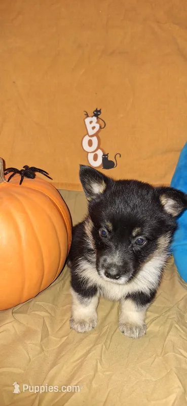 Gretchen- Cowgirl Corgi – Pembroke Welsh Corgi puppy for sale in Houston, TX