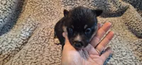 Precious F2 Cowboy Corgi, a female Pembroke Welsh Corgi for sale in Houston, TX – 4 of 4
