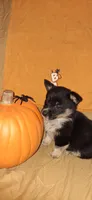 Gretchen- Cowgirl Corgi, a female Pembroke Welsh Corgi for sale in Houston, TX – 2 of 2