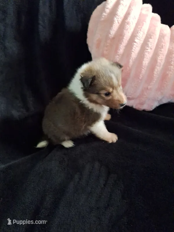 Zena – Shetland Sheepdog puppy for sale in Houston, TX