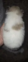 Sabrina, a female Pomeranian for sale in Houston, TX – 2 of 2