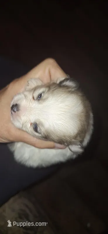Sabrina – Pomeranian puppy for sale in Houston, TX