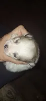 Sabrina, a female Pomeranian for sale in Houston, TX – 1 of 2