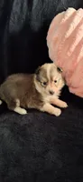 Zoozoo, a female Shetland Sheepdog for sale in Houston, TX – 1 of 4