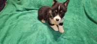 Hattie, a female Australian Cattle Dog and Pembroke Welsh Corgi for sale in Houston, TX – Photo 2 of 3