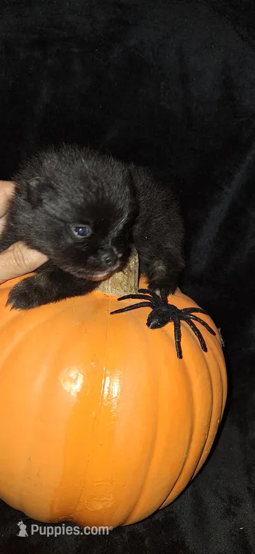 DM3- Sirius, a male Pomeranian for sale in Houston, TX – 1 of 2