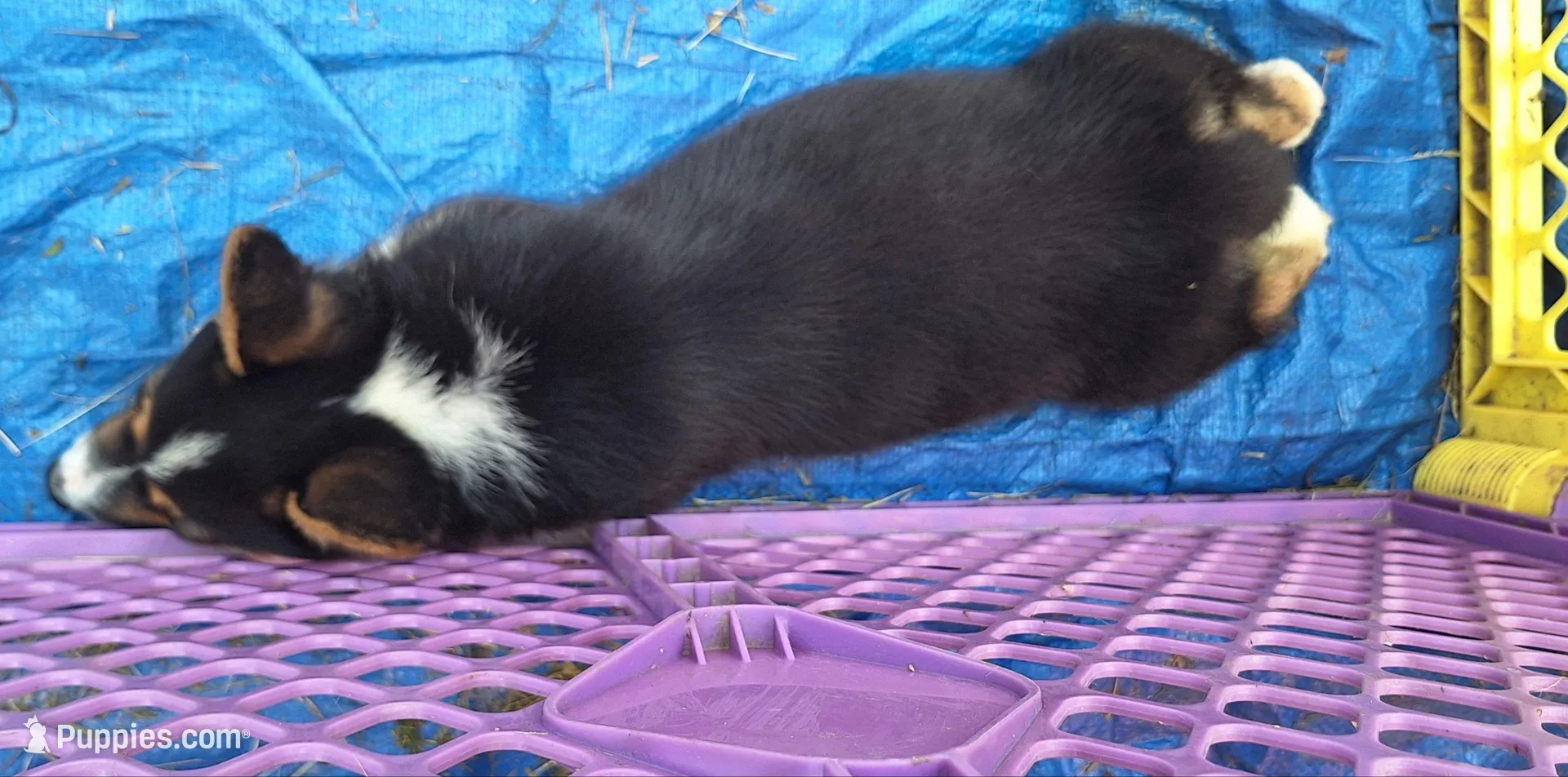 Millie, a female Australian Cattle Dog and Pembroke Welsh Corgi for sale in Houston, TX – Photo 2 of 2