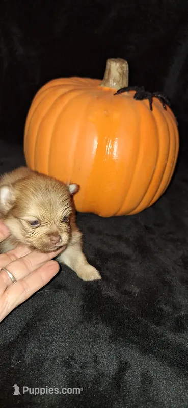 DM4 - Fawkes – Pomeranian puppy for sale in Houston, TX