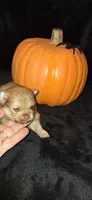 DM4 - Fawkes, a male Pomeranian for sale in Houston, TX – 1 of 2