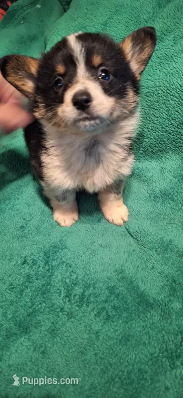 Walker – Australian Cattle Dog, Pembroke Welsh Corgi puppy for sale in Houston, TX