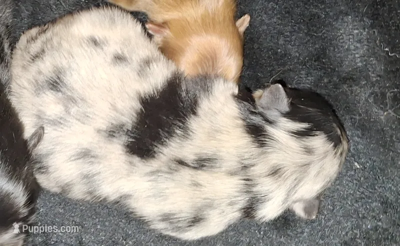 M1 Darcy pup – Pomeranian puppy for sale in Houston, TX