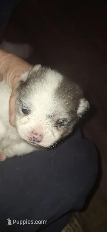 Jill – Pomeranian puppy for sale in Houston, TX
