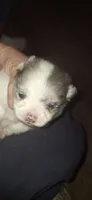 Jill, a female Pomeranian for sale in Houston, TX – 2 of 3