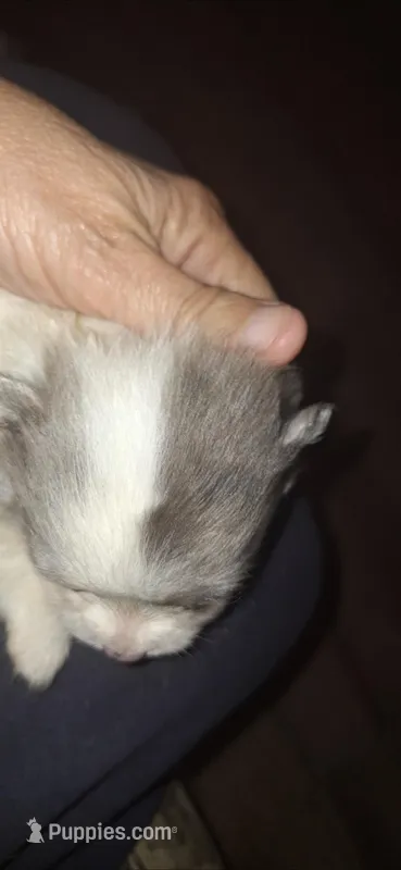 Jill – Pomeranian puppy for sale in Houston, TX