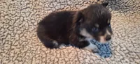 F3 Precious Cowboy Corgi, a female Pembroke Welsh Corgi for sale in Houston, TX – 2 of 2