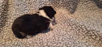 M1 Precious Cowboy Corgi, a male Pembroke Welsh Corgi for sale in Houston, TX – 3 of 4