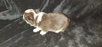 Precious F1 Cowboy Corgi , a female Pembroke Welsh Corgi for sale in Houston, TX – 4 of 4