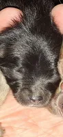 M3 Darcy pup, a male Pomeranian for sale in Houston, TX – 3 of 3