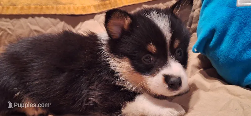 Buford- Cowboy Corgi – Pembroke Welsh Corgi puppy for sale in Houston, TX