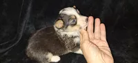 Precious F1 Cowboy Corgi , a female Pembroke Welsh Corgi for sale in Houston, TX – 2 of 4