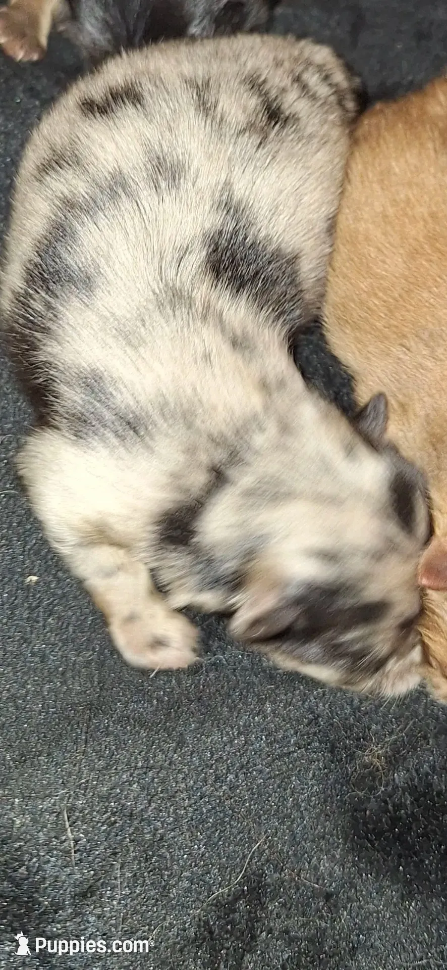 M1 Darcy pup, a male Pomeranian for sale in Houston, TX – 3 of 3