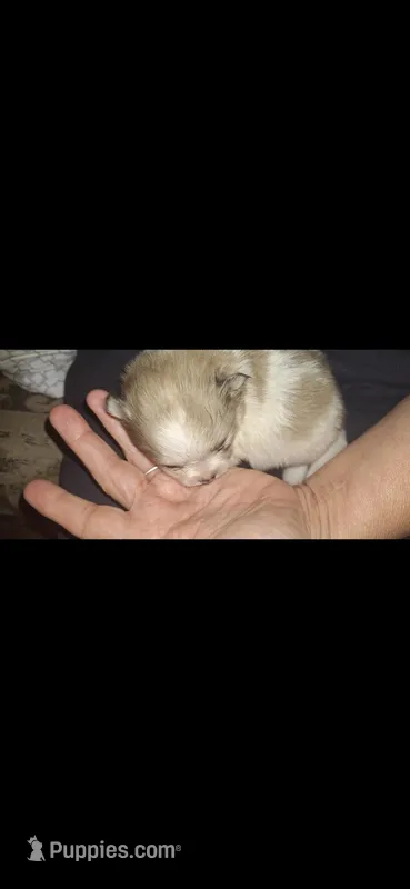 Kris – Pomeranian puppy for sale in Houston, TX