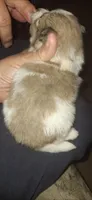 Kris, a female Pomeranian for sale in Houston, TX – 3 of 3
