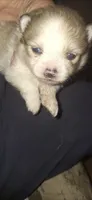 Kris, a female Pomeranian for sale in Houston, TX – 2 of 3