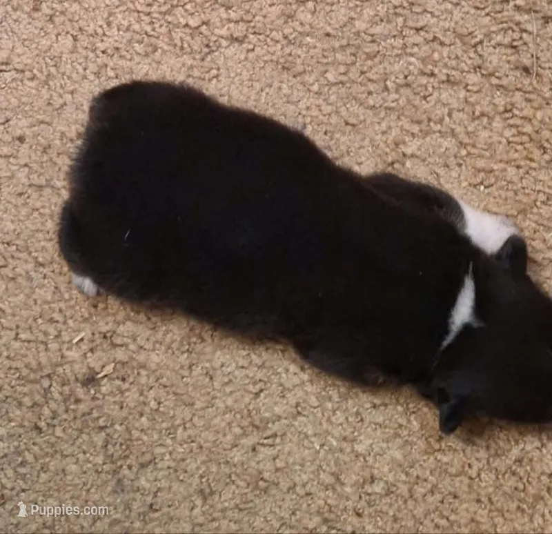 Precious F2 Cowboy Corgi – Pembroke Welsh Corgi puppy for sale in Houston, TX