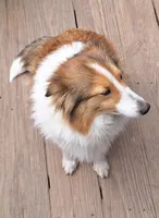 Zena, a female Shetland Sheepdog for sale in Houston, TX – 3 of 4