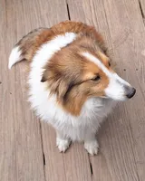 Zoozoo, a female Shetland Sheepdog for sale in Houston, TX – 4 of 4