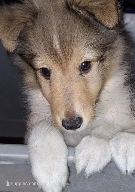 Zena – Shetland Sheepdog puppy for sale in Houston, TX