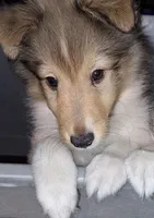 Zena, a female Shetland Sheepdog for sale in Houston, TX – 1 of 4