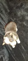 Precious F1 Cowboy Corgi , a female Pembroke Welsh Corgi for sale in Houston, TX – 3 of 4