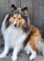 Zoozoo, a female Shetland Sheepdog for sale in Houston, TX – 3 of 4