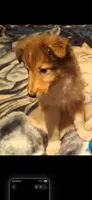 Zena, a female Shetland Sheepdog for sale in Houston, TX – 3 of 4
