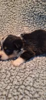 M1 Precious Cowboy Corgi, a male Pembroke Welsh Corgi for sale in Houston, TX – 4 of 4