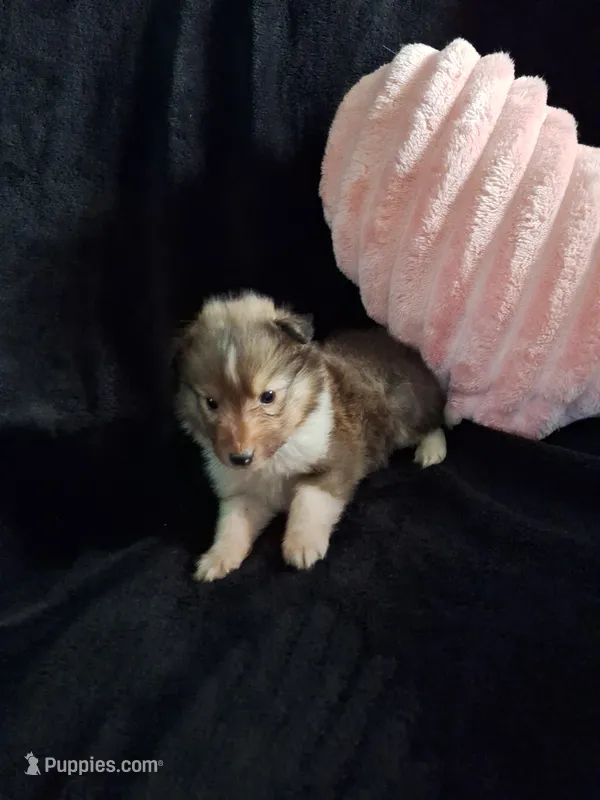 Zena – Shetland Sheepdog puppy for sale in Houston, TX