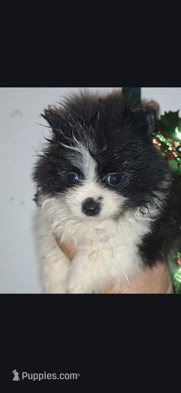 Kelly – Pomeranian puppy for sale in Houston, TX