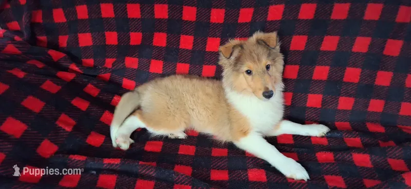 Zena – Shetland Sheepdog puppy for sale in Houston, TX