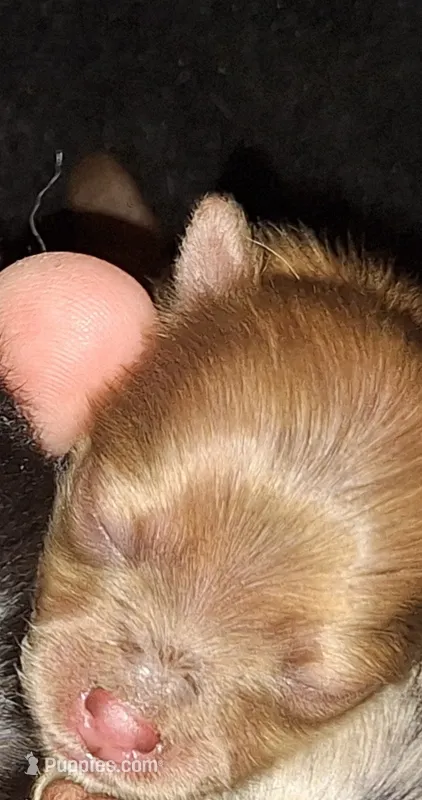 M4 Darcy pup – Pomeranian puppy for sale in Houston, TX